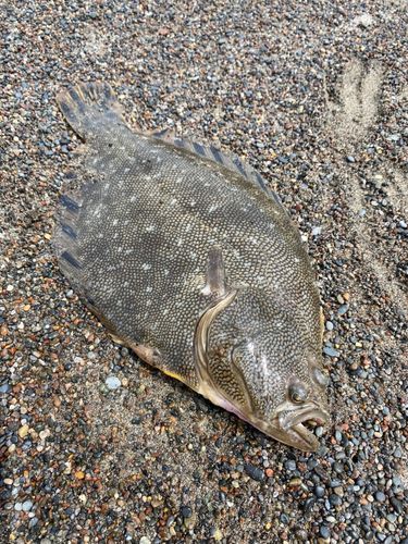 マツカワの釣果