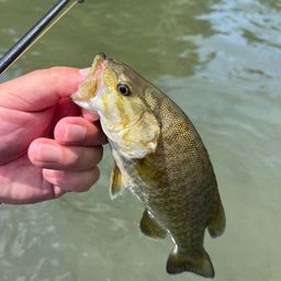 スモールマウスバス