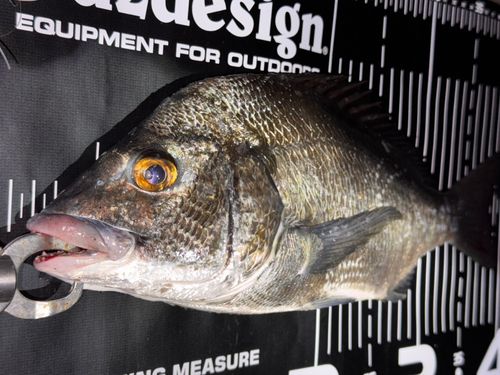 チヌの釣果