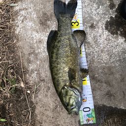 スモールマウスバス