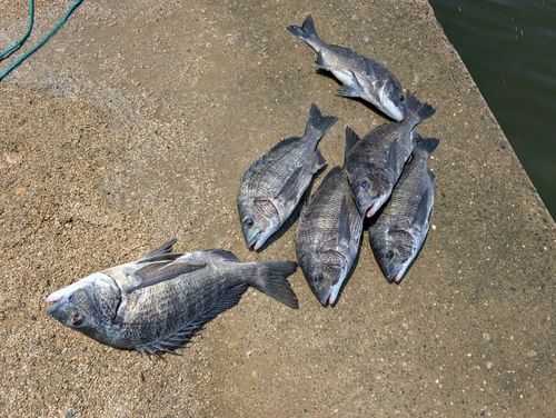 チヌの釣果