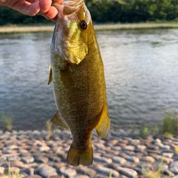 スモールマウスバス