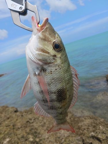 マトフエフキの釣果