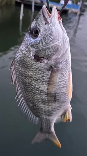 キビレの釣果