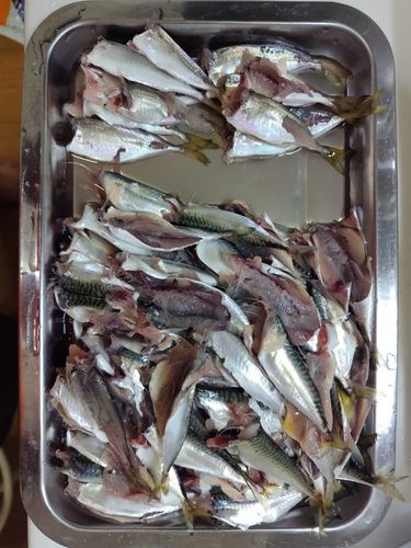サバの釣果