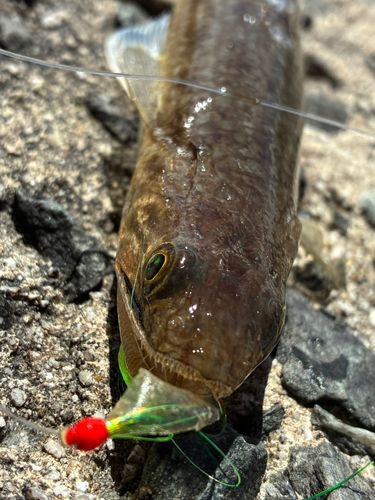 エソの釣果
