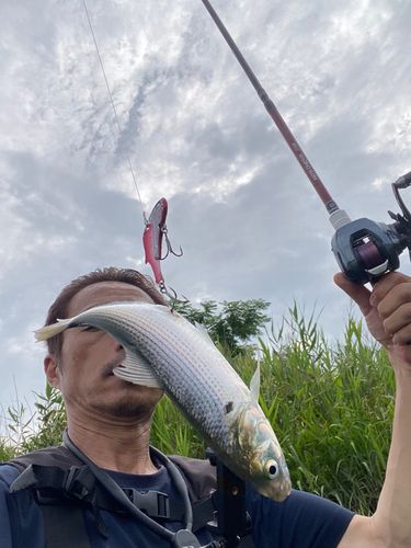 コノシロの釣果