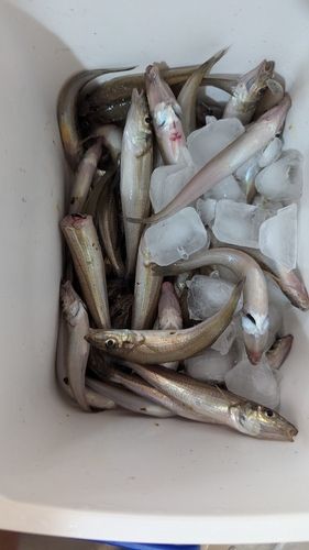 キスの釣果