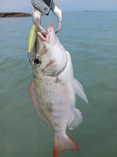 マトフエフキの釣果