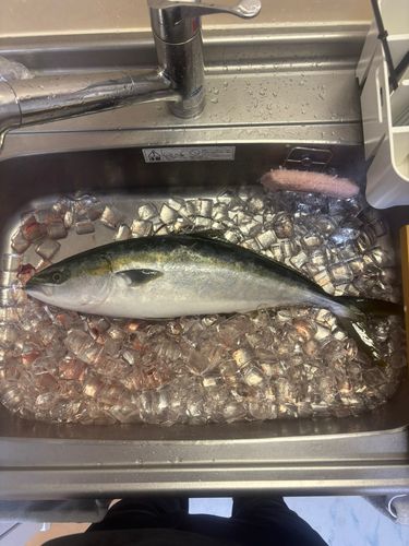 ヤズの釣果