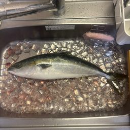 ヤズ