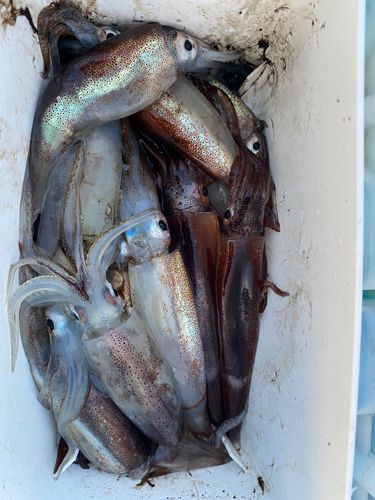 スルメイカの釣果