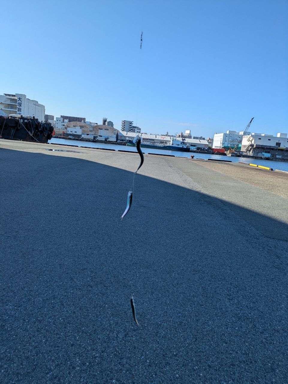 イワシ
