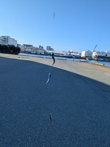 イワシの釣果