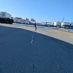 イワシ