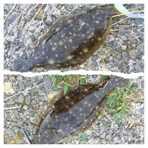 ソゲの釣果