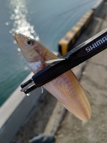 キスの釣果