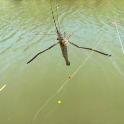 テナガエビ