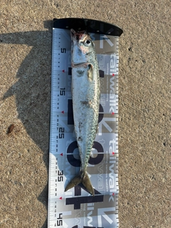 サバの釣果