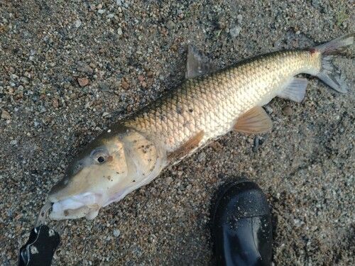 ニゴイの釣果