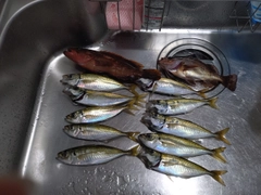 アジの釣果