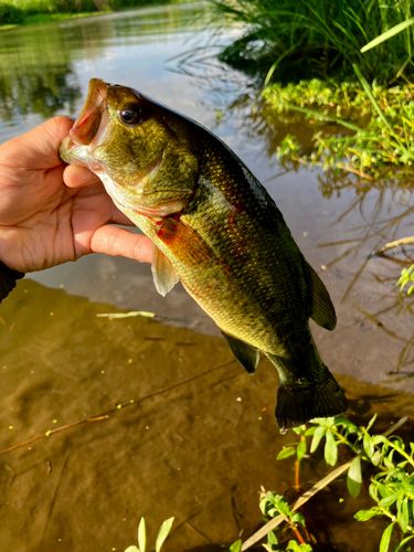 ラージマウスバスの釣果