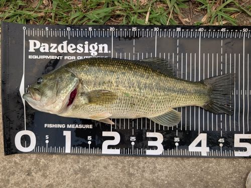 ラージマウスバスの釣果