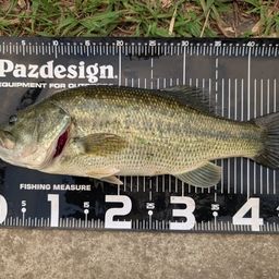 ラージマウスバス