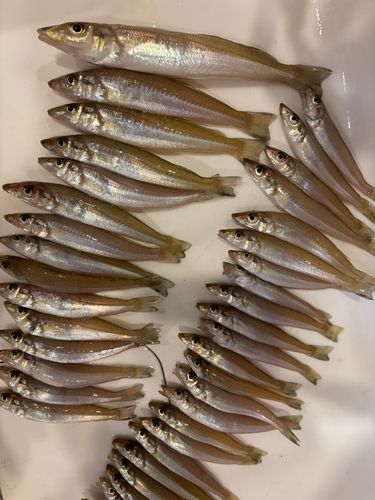 シロギスの釣果