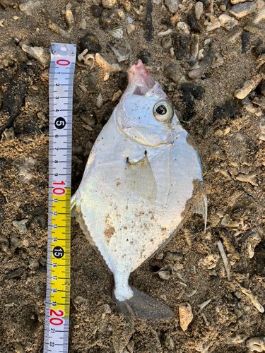 ヒイラギの釣果