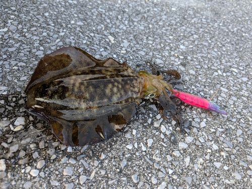 アオリイカの釣果