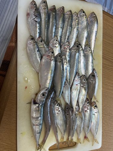 アジの釣果