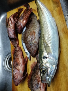 マルアジの釣果