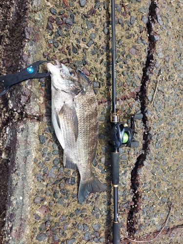 クロダイの釣果