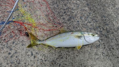 ワカシの釣果