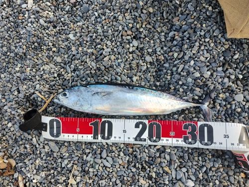 マルソウダの釣果