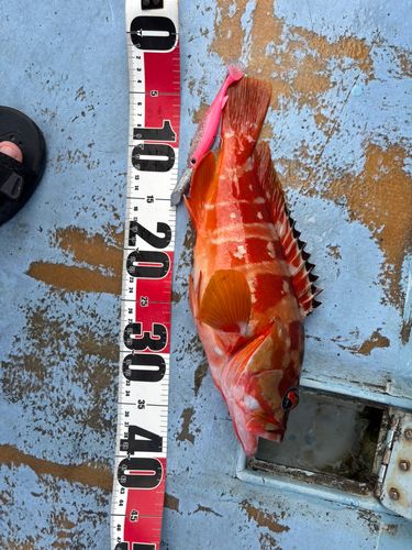 アカハタの釣果