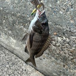 クロダイ