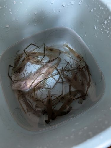 テナガエビの釣果