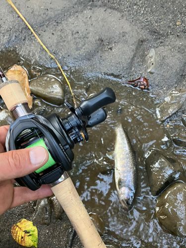 イワナの釣果