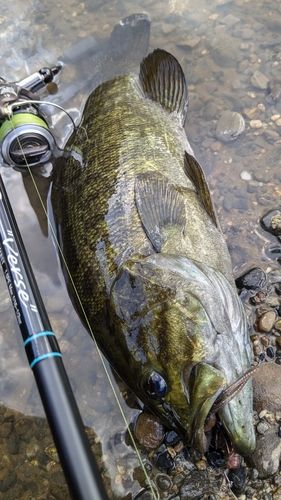 スモールマウスバスの釣果