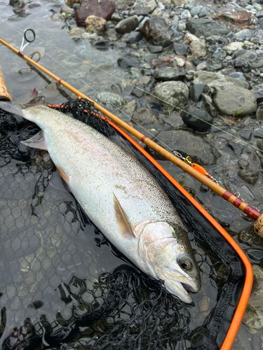 ニジマスの釣果