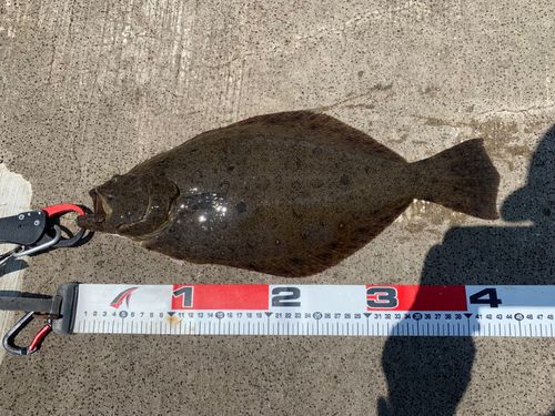 ヒラメの釣果