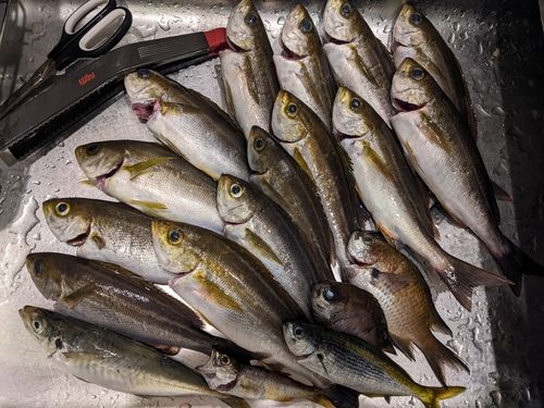 イサキの釣果