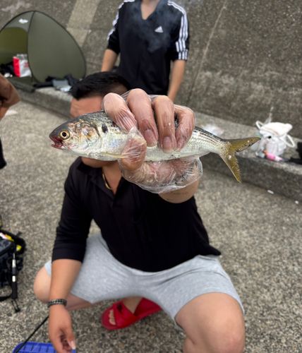 コノシロの釣果