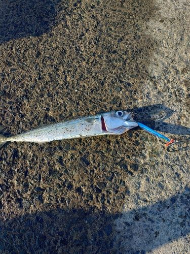 サバの釣果