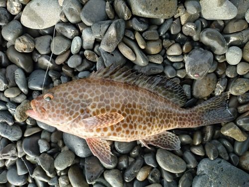 オオモンハタの釣果