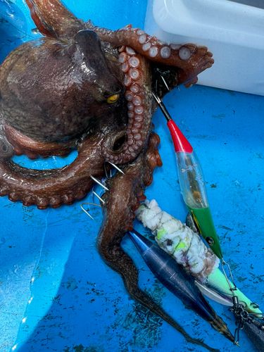 マダコの釣果