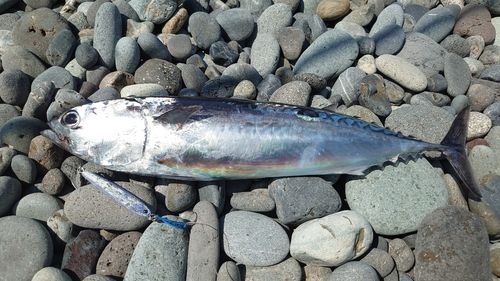 ソウダガツオの釣果