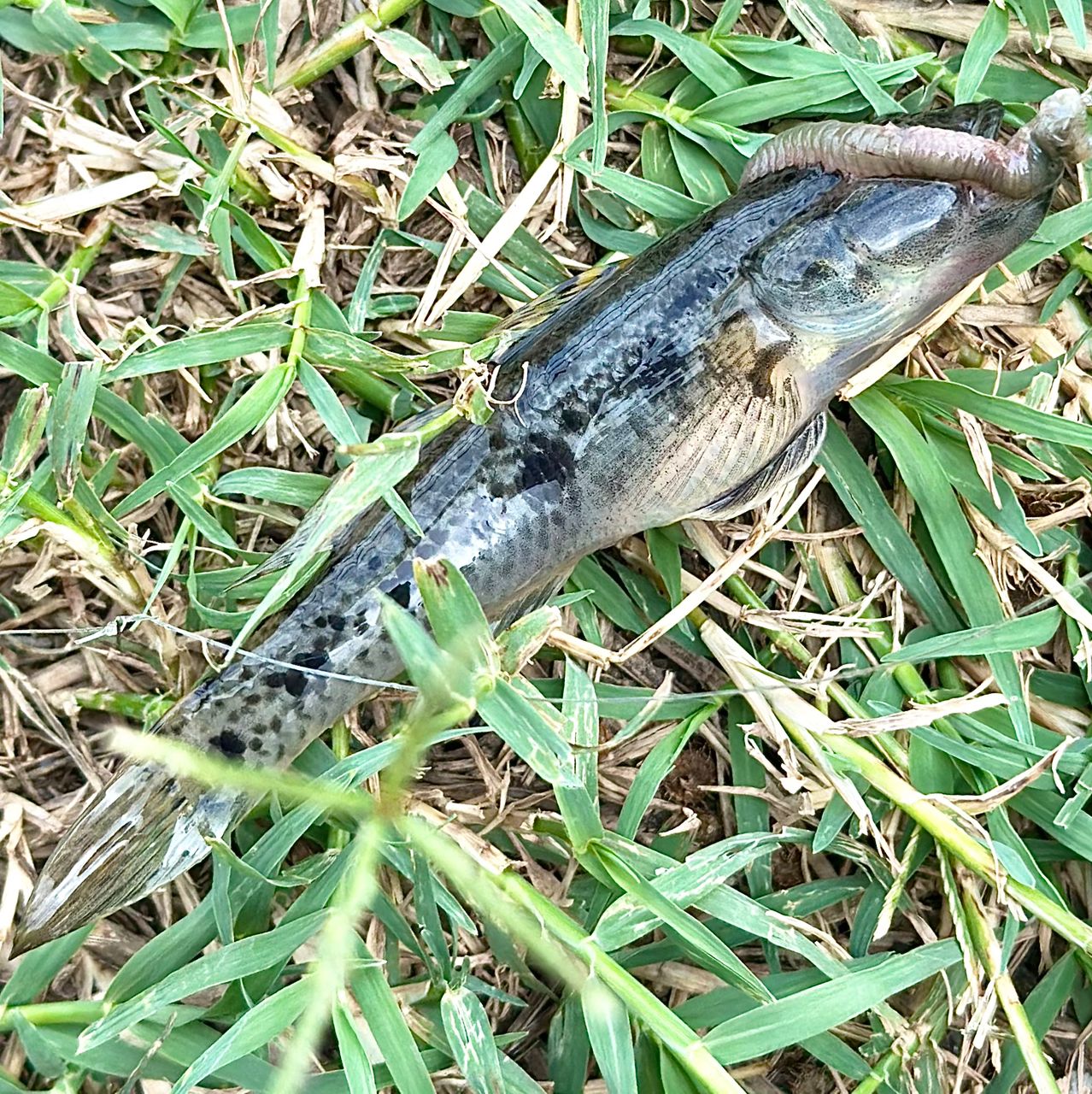 ウロハゼ
